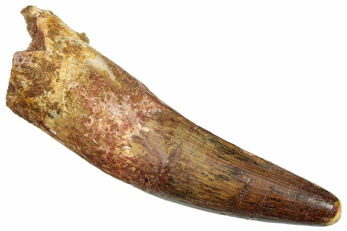 Fossil Spinosaurus Tooth - Huge Dinosaur Tooth #265063